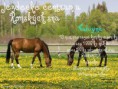 /album/fotecky-z-howrse/a5fa0be06bb-66675729-o2-jpg/