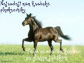 /album/fotecky-z-howrse/lively-horse-jpg/