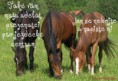 /album/fotecky-z-howrse/p6010190-2-jpg/